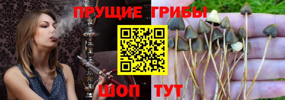 Псилоцибиновые грибы MAGIC MUSHROOMS  Вход с VPN  Магнитогорск 